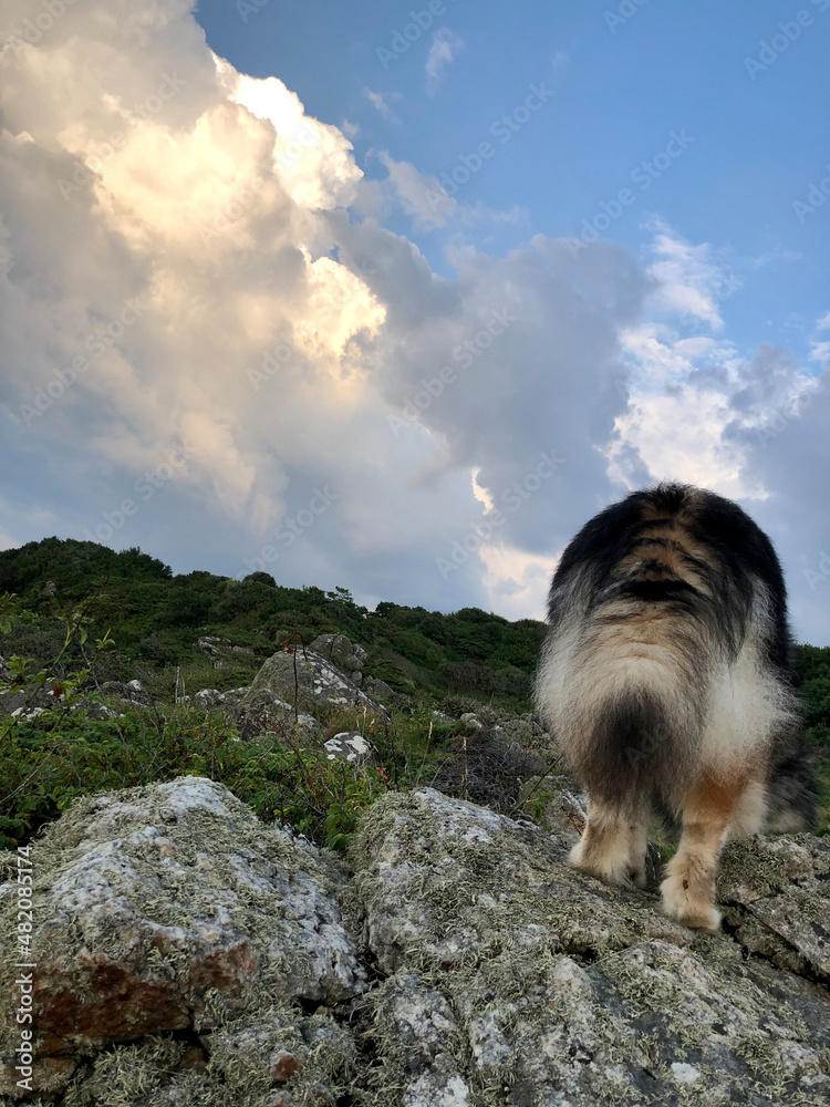 Obraz premium Portrait of a young Finnish Lapphund dog