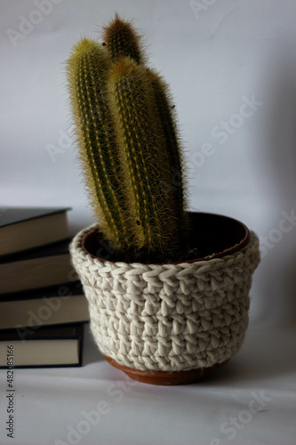 cactus with a pile of books on a white background