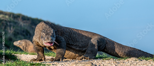 Komodo dragon with the forked tongue sniff air. front view. Scientific name   Varanus komodoensis. Wild nature. Natural habitat.  Rinca island. Indonesia