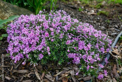 Creeping phlox   Fort Hill   a perennial ground cover  blooming with pink and purple flowers in spring