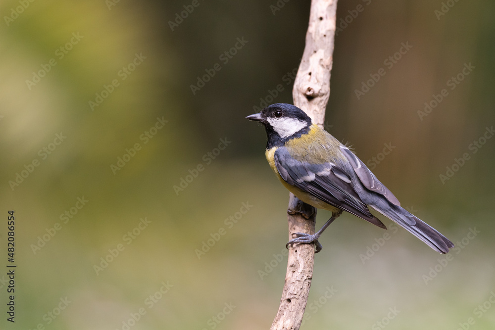 Fototapeta premium Mésange charbonnière posée sur une branche.