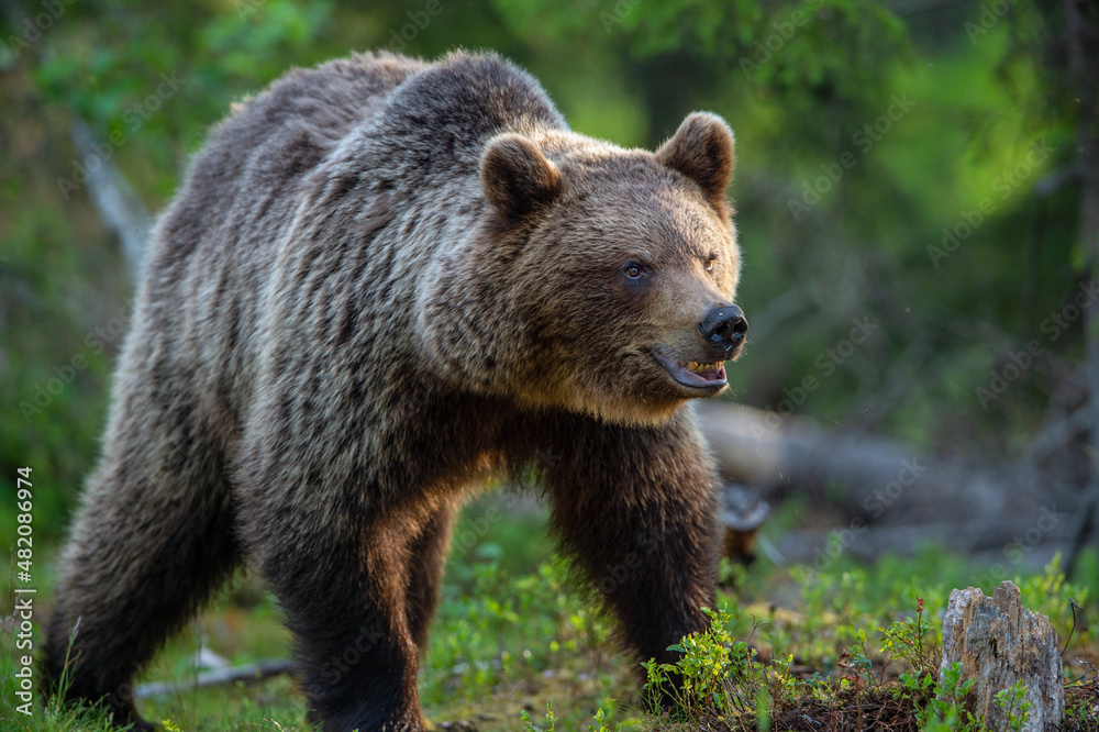 Brown bear walking in the summer forest. Scientific name: Ursus arctos. Wild nature. Natural habitat. Brown bear walking in the summer forest. Scientific name: Ursus arctos. Wild nature. Natural habitat.