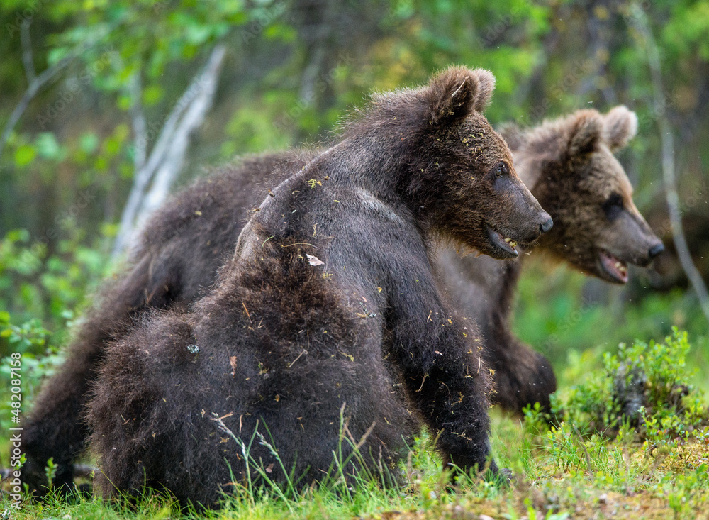 Brown bear cubs in summer forest. Scientific name: Ursus Arctos Arctos. Wild nature, Natural habitat. Brown bear cubs in summer forest. Scientific name: Ursus Arctos Arctos. Wild nature, Natural habitat.