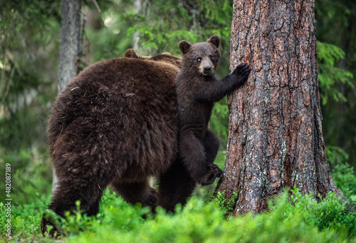 Little Bear Cub Climbing Pine with Mother's Help. Summer forest. Scientific name: Ursus arctos. Natural habitat.