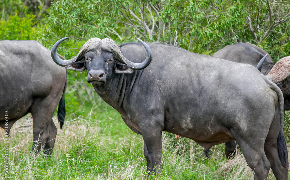 Angry African buffalo bull with big horns is standing sideways.