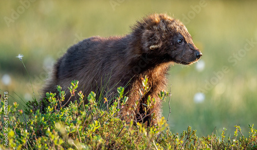 Foto Wolverine in wild nature. Natural habitat. Sunset light.