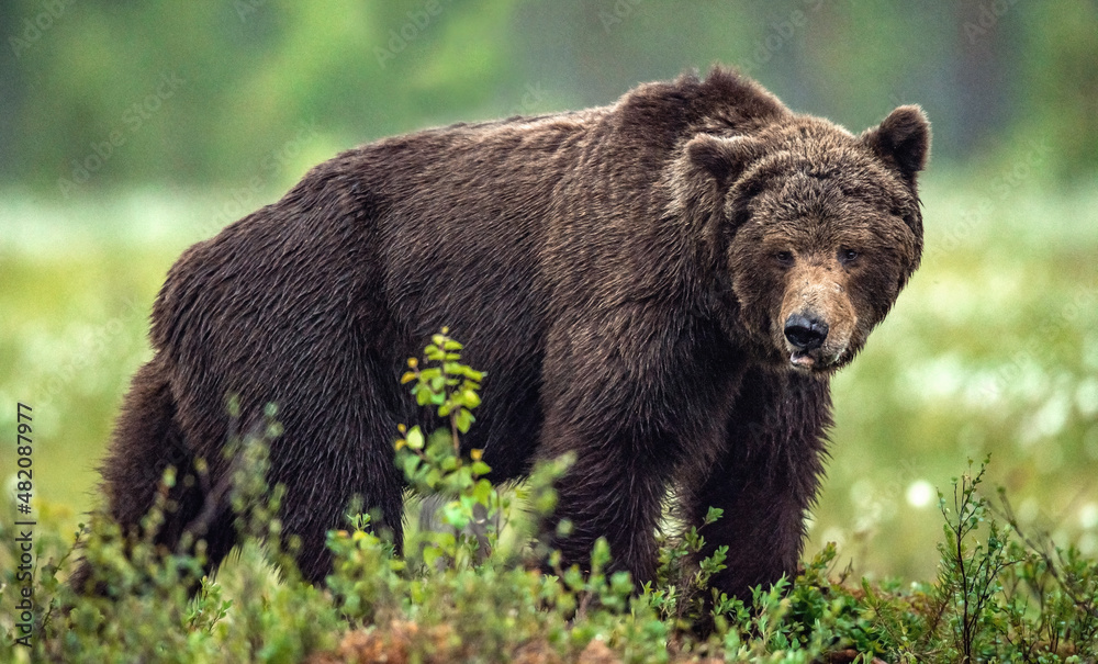 Adult wild Brown bear in the summer forest. Dominant male. Wild nature. Natural habitat.