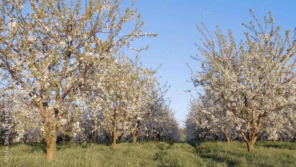 Captivating view of garden with blooming apple trees on the sunny day. Captivating view of garden with blooming apple trees on the sunny day.