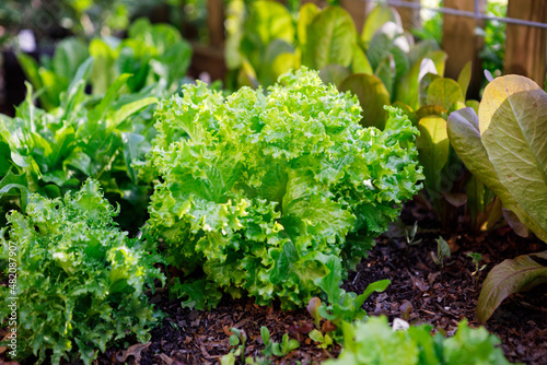 Variety of leafy greens - including endive, arugula and lettuce - growing in an organic home kitchen garden in spring photo