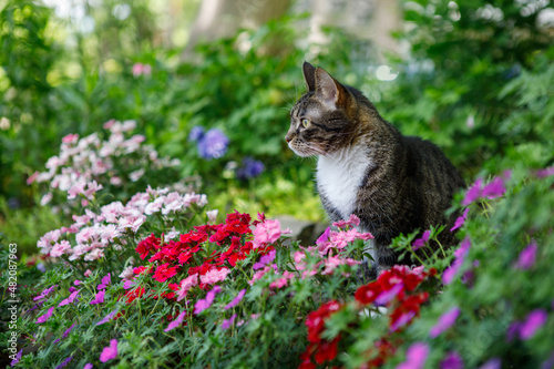 Adorable tabby cat looking out into a spring garden with beautiful dianthus and geranium flowers in full bloom