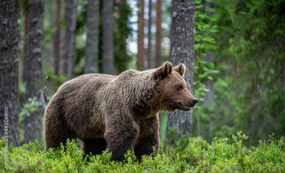 Brown bear in the summer forest at sunrise. Scientific name: Ursus arctos. Wild nature. Natural habitat.. - obrazy, fototapety, plakaty 