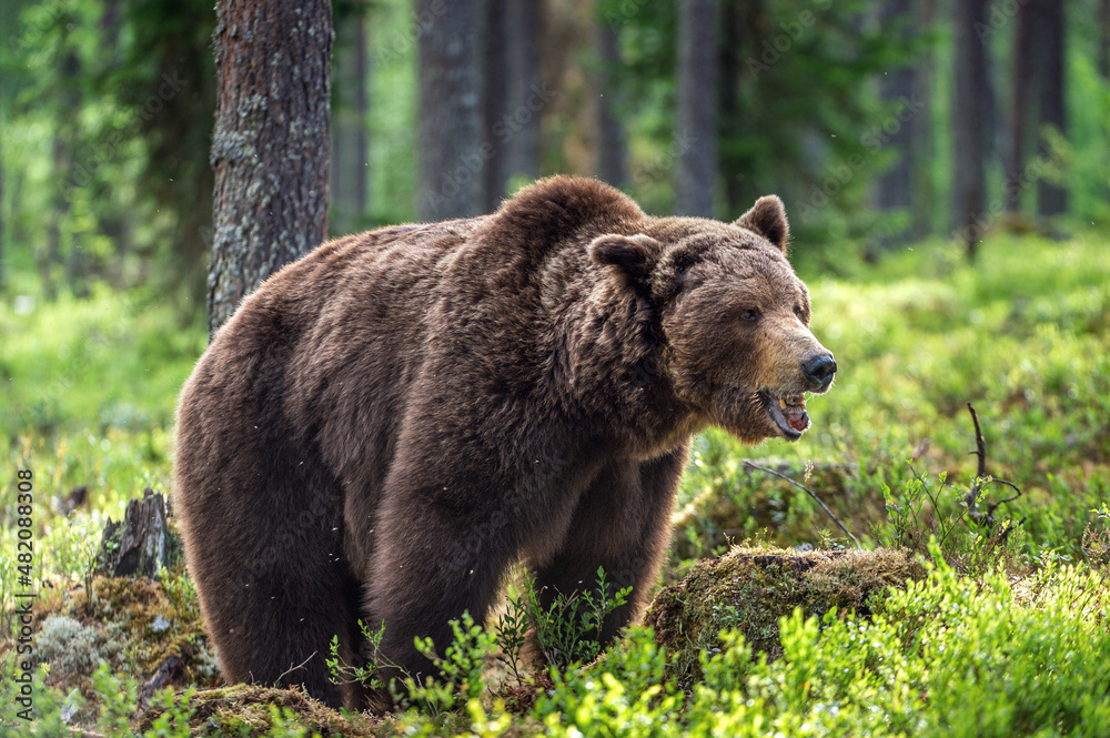 Adult wild Brown bear in the summer forest. Dominant male. Wild nature. Natural habitat.