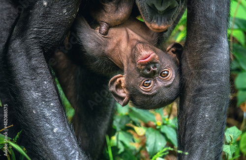 Fototapeta Naklejka Na Ścianę i Meble -  Bonobo with baby. Bonobo cub on mother's chest. Scientific name: Pan paniscus, earlier being called the pygmy chimpanzee. Democratic Republic of Congo. Africa
