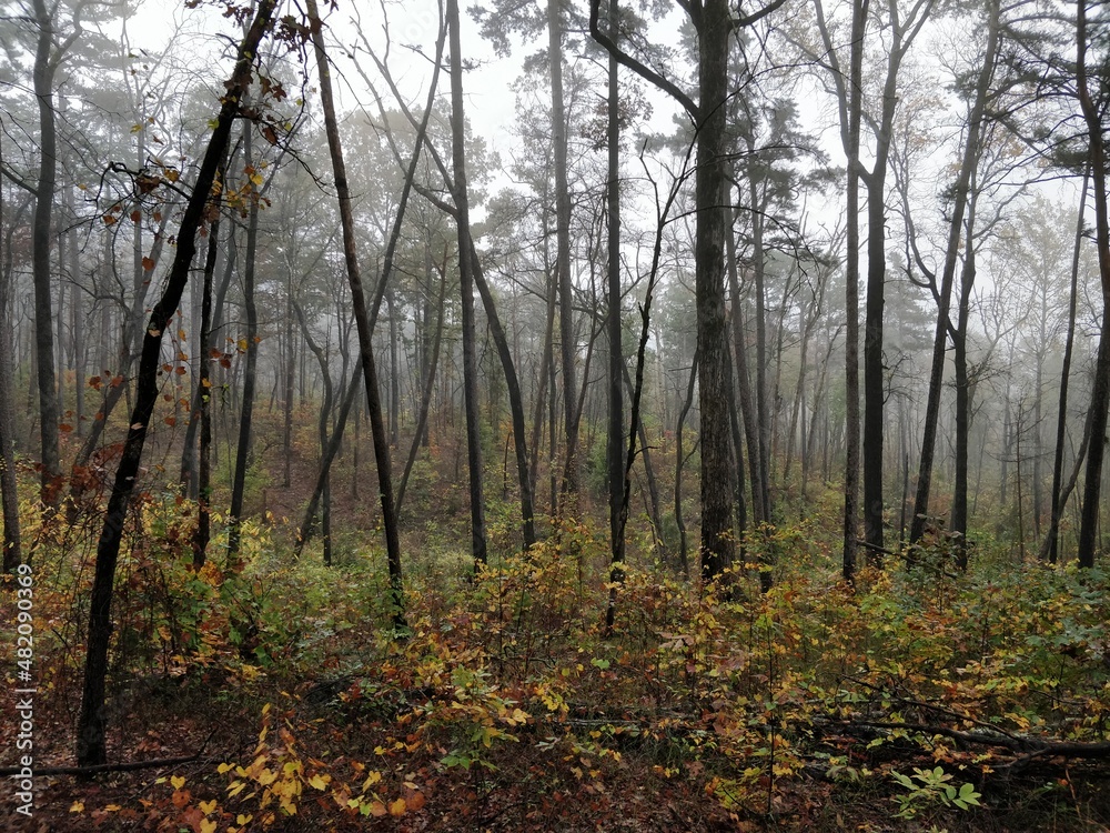Fototapeta premium Perfect Fall environments in Tallulah Gorge State Park