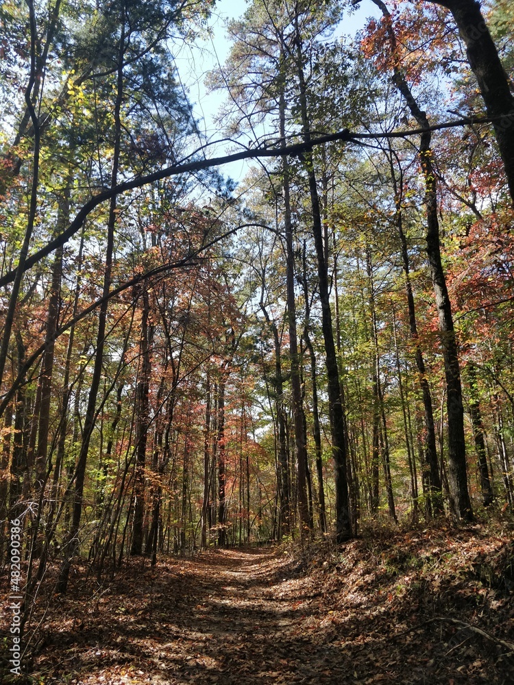 Fototapeta premium Perfect Fall environments in Tallulah Gorge State Park