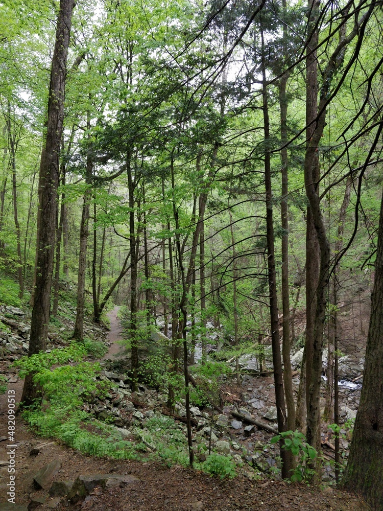 Lush forests, streams and cliffs from Cloudland Canyon State Park Lush forests, streams and cliffs from Cloudland Canyon State Park