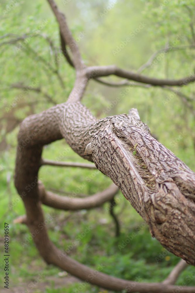 Fototapeta premium A curved large branch outdoors on a spring day. Selective focus.