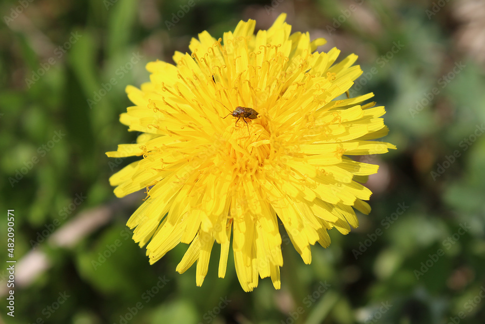An open flower of a mother and stepmother on a green background. Selective focus. An open flower of a mother and stepmother on a green background. Selective focus.