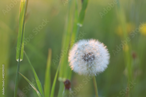 A large white dandelion on a background of green meadow grass. Selective focus.