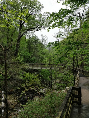 Lush forests, streams and cliffs from Cloudland Canyon State Park
