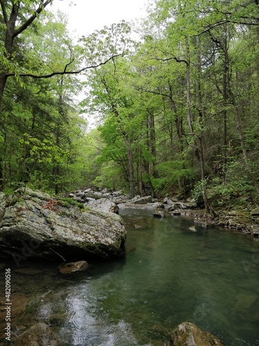 Lush forests  streams and cliffs from Cloudland Canyon State Park