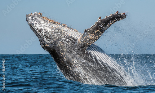 Humpback whale breaching. Humpback whale jumping out of the water. Megaptera novaeangliae. South Africa. © Uryadnikov Sergey