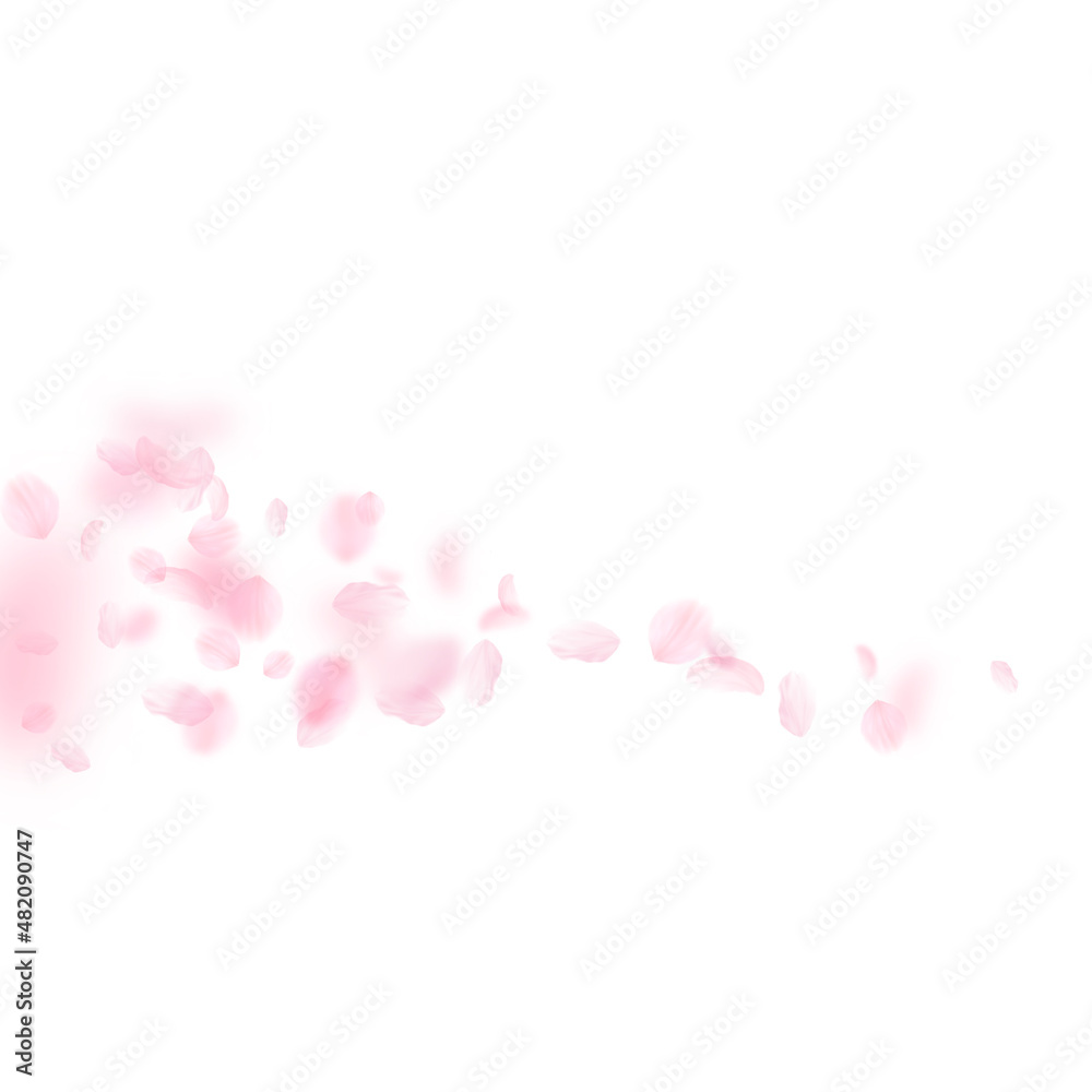 Sakura petals falling down. Romantic pink flowers comet. Flying petals on white square background. Love, romance concept. Popular wedding invitation.