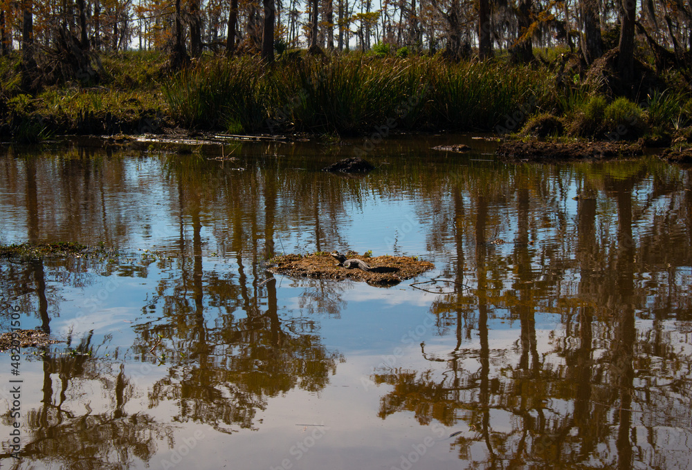 Fototapeta premium A baby alligator resting in the sun in a swamp near New Orleans, Louisiana, January