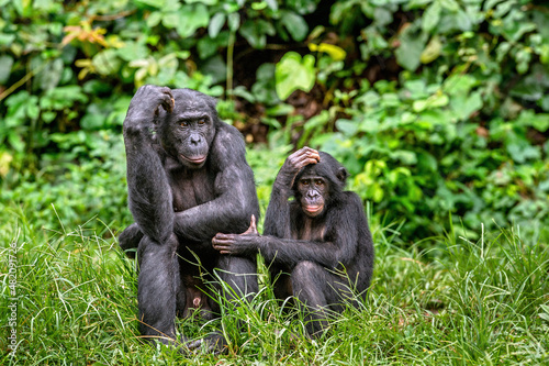 Bonobo with baby. Scientific name: Pan paniscus, called the pygmy chimpanzee. Democratic Republic of Congo. Africa © Uryadnikov Sergey