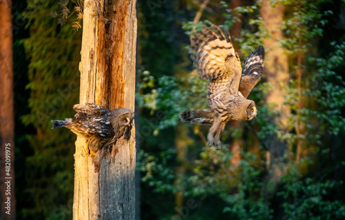 The owls feeds the chicks sitting in the nest in the hollow of an old tree. The Ural owl (Strix uralensis). Sunrise light. Summer forest. Natural habitat.