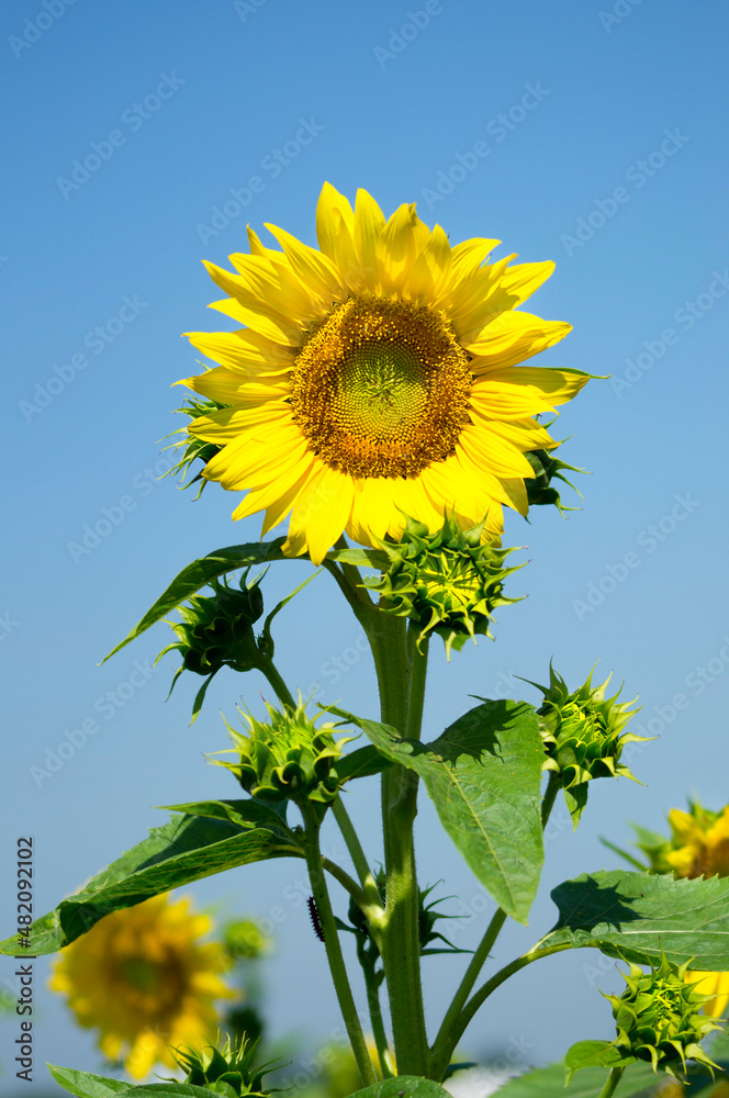 sunflower with clear blue sky in background sunflower with clear blue sky in background