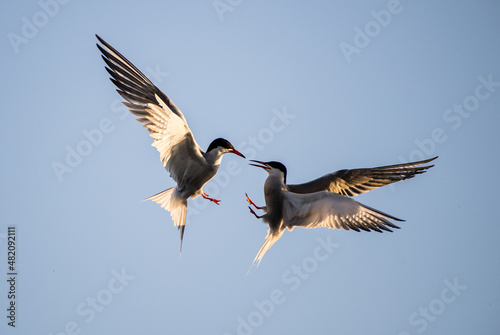 Showdown in the sky. Common Terns interacting in flight. Adult common terns in flight in sunset light on the sky background. Scientific name: Sterna hirundo.