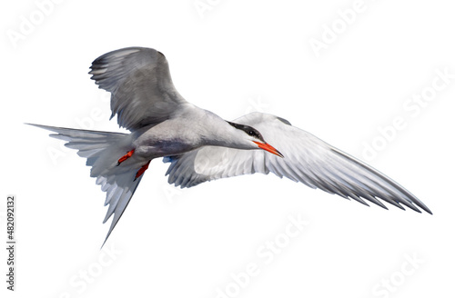 Adult common tern in flight. Isolated on white background. Close up. Scientific name: Sterna hirundo