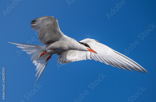 Adult common tern in flight. . Close up. Scientific name: Sterna hirundo