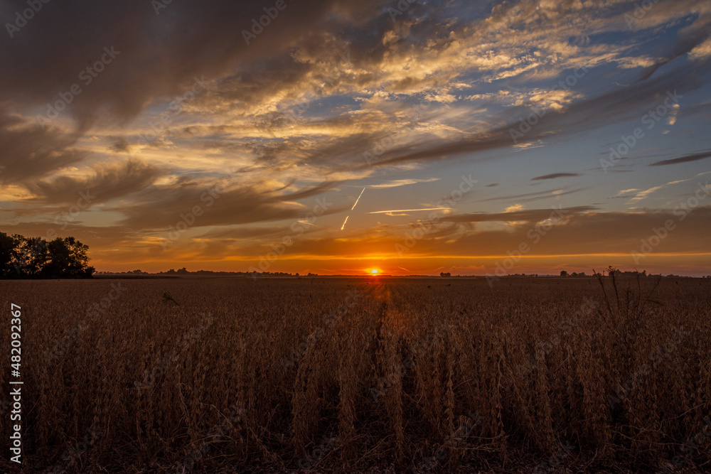 The sun setting over a soybean field