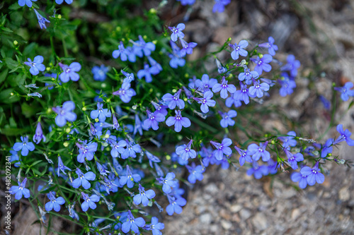 Beautiful lobelia 'blue carpet' flowers blooming in spring as a border or groundcover photo