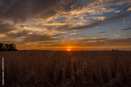 The sun setting over a soybean field