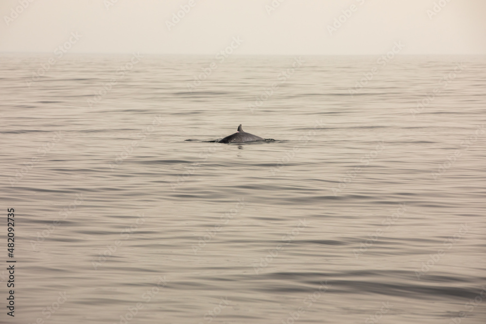 Fototapeta premium Pods of Oceanic dolphins or Delphinidae playing in the water