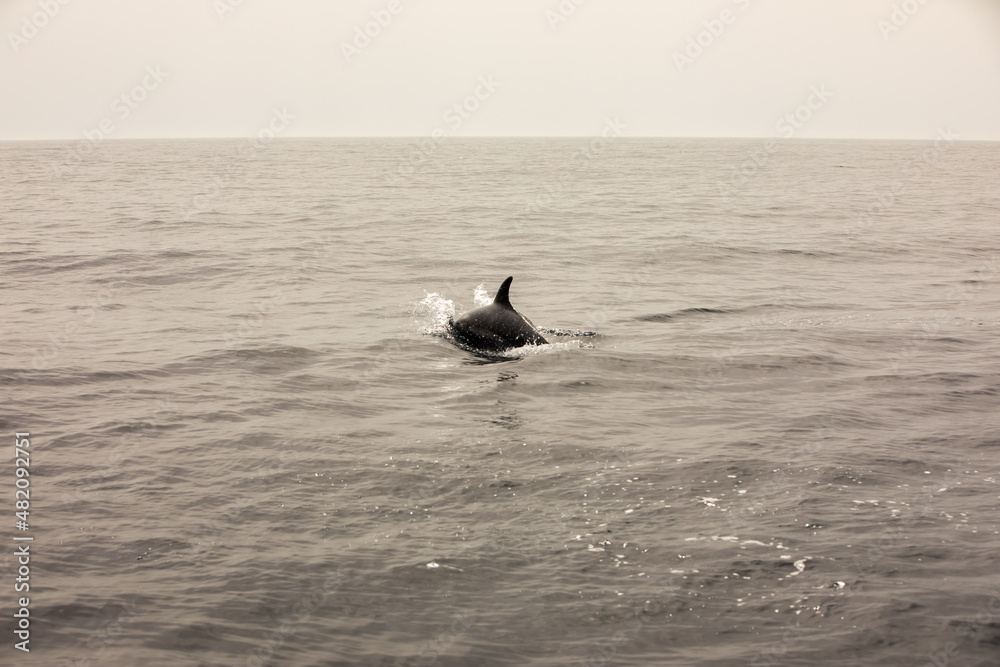 Fototapeta premium dolphin in the Atlantic Ocean, off the coast of Portugal
