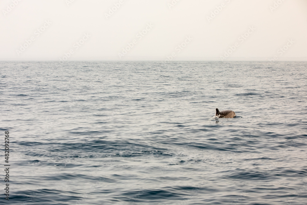 Naklejka premium Pods of Oceanic dolphins or Delphinidae playing in the water