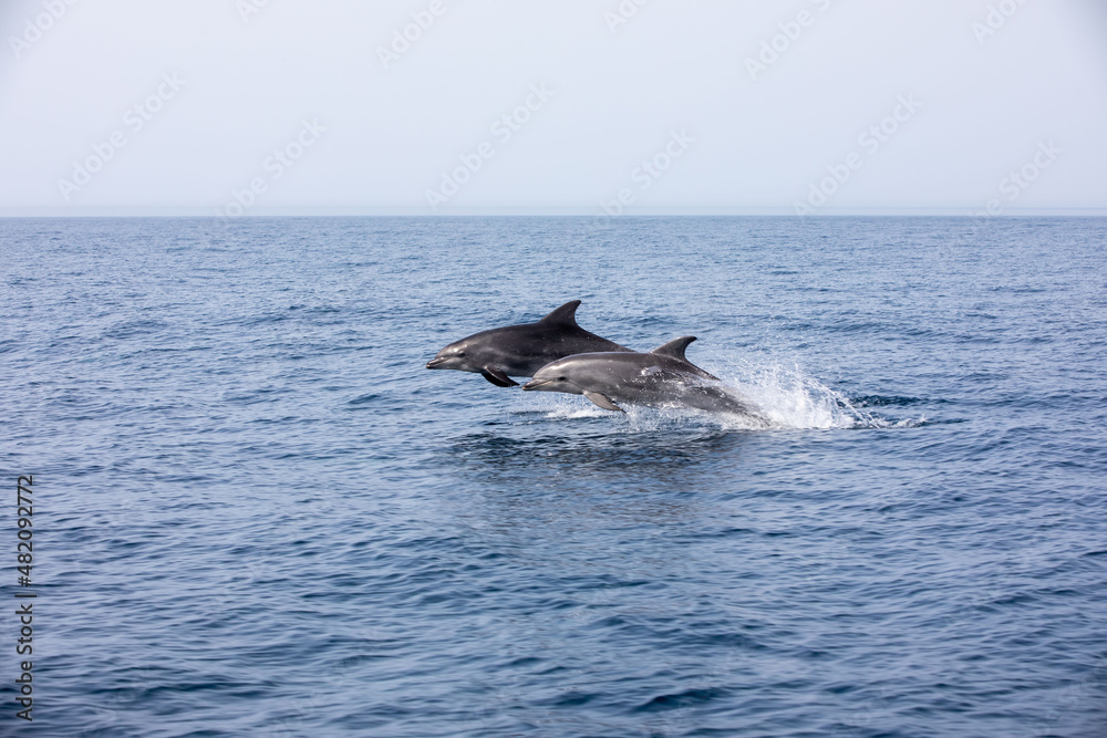 Fototapeta premium Pods of Oceanic dolphins or Delphinidae playing in the water