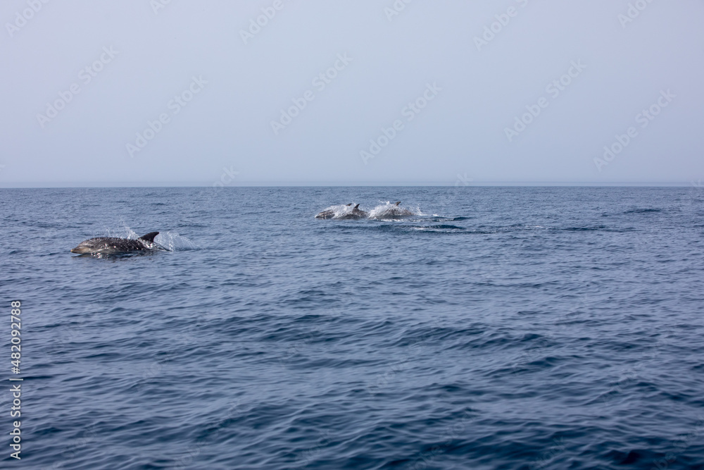 Pods of Oceanic dolphins or Delphinidae playing in the water
