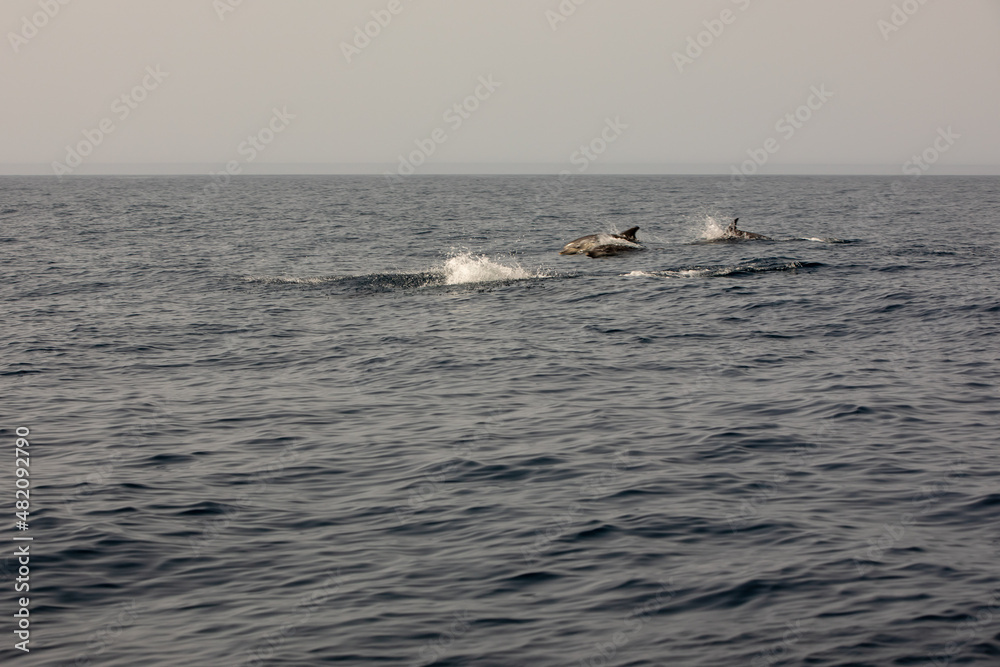 Pods of Oceanic dolphins or Delphinidae playing in the water