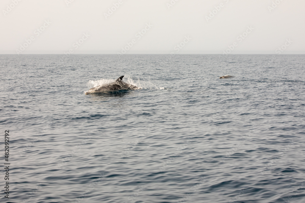 Pods of Oceanic dolphins or Delphinidae playing in the water Pods of Oceanic dolphins or Delphinidae playing in the water