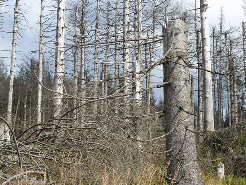 Tree dieback in the Harz mountains near the Brocken on the Achtermannshoehe in Niedersachsen photo