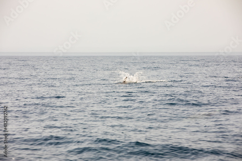 Pods of Oceanic dolphins or Delphinidae playing in the water