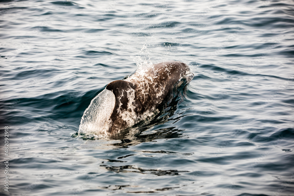 Fototapeta premium Pods of Oceanic dolphins or Delphinidae playing in the water