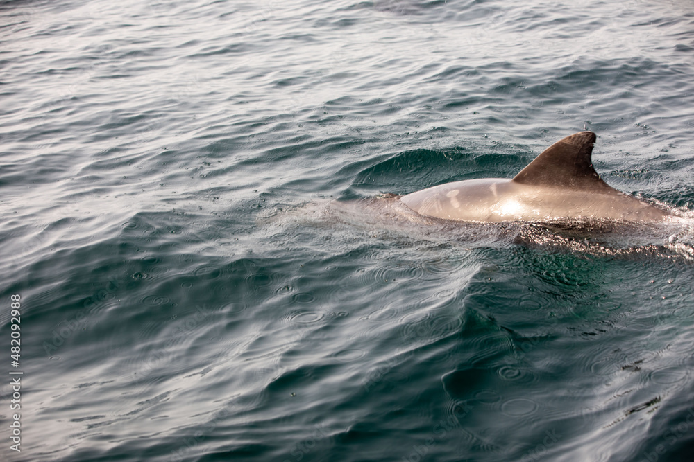 Fototapeta premium Pods of Oceanic dolphins or Delphinidae playing in the water
