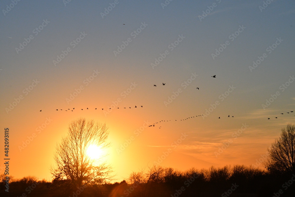 Geese Flying in a Bright Sunset