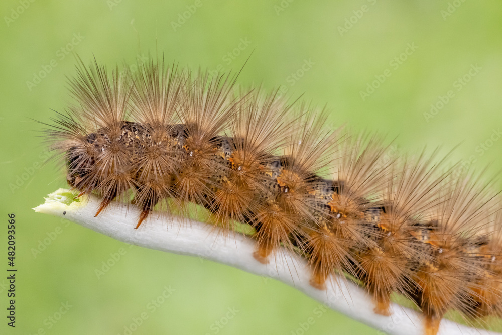 Hairy caterpillar feeding on roots of a Soft Cand Dendrobium Orchid